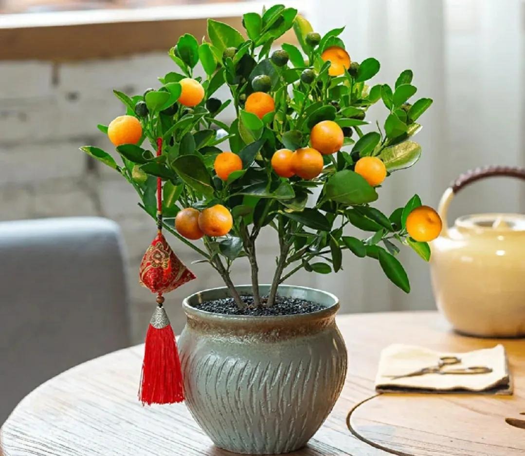 Người già dặn: Bày 6 "cây vàng" trong nhà vào dịp Tết, năm mới đón tài lộc, may mắn, cát tường- Ảnh 4.