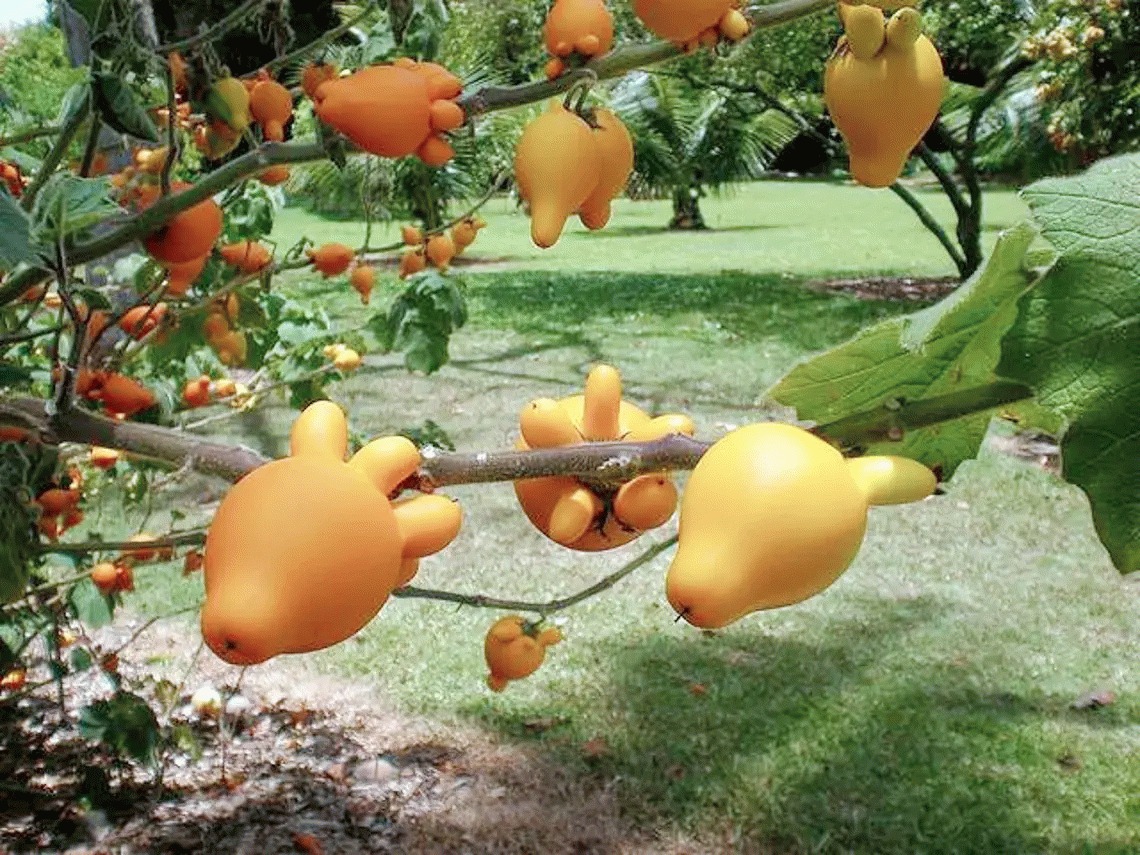 Người già dặn: Bày 6 "cây vàng" trong nhà vào dịp Tết, năm mới đón tài lộc, may mắn, cát tường- Ảnh 12.