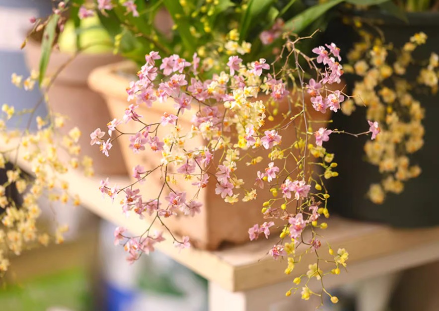 Tết Nguyên đán, bày 6 cây cảnh nở hoa thơm nồng nàn, năm mới vận may vào nhà, phú quý gõ cửa- Ảnh 2.