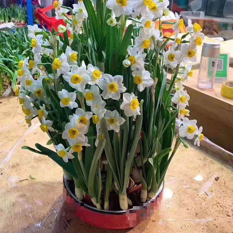 Tết Nguyên đán, bày 6 cây cảnh nở hoa thơm nồng nàn, năm mới vận may vào nhà, phú quý gõ cửa- Ảnh 8.