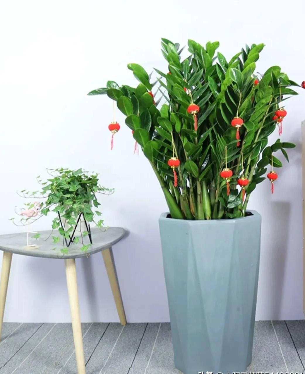 Tết Nguyên đán, trồng 6 cây cảnh "hút tiền, chiêu lộc", năm mới thịnh vượng, phát tài- Ảnh 7.