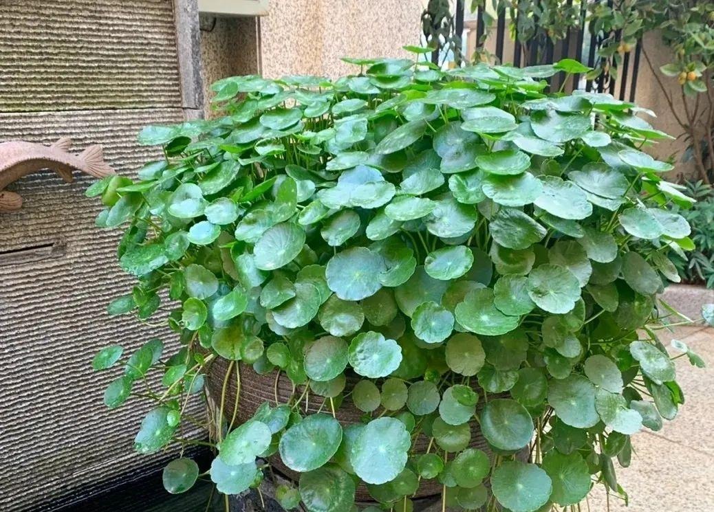 Tết Nguyên đán, trồng 6 cây cảnh "hút tiền, chiêu lộc", năm mới thịnh vượng, phát tài- Ảnh 2.