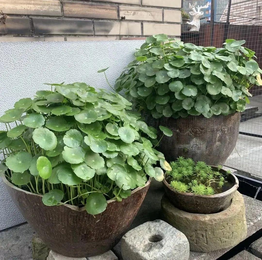 Tết Nguyên đán, trồng 6 cây cảnh "hút tiền, chiêu lộc", năm mới thịnh vượng, phát tài- Ảnh 1.