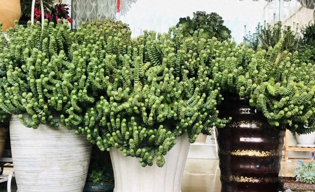 Tết Nguyên đán, trồng 6 cây cảnh "hút tiền, chiêu lộc", năm mới thịnh vượng, phát tài- Ảnh 6.