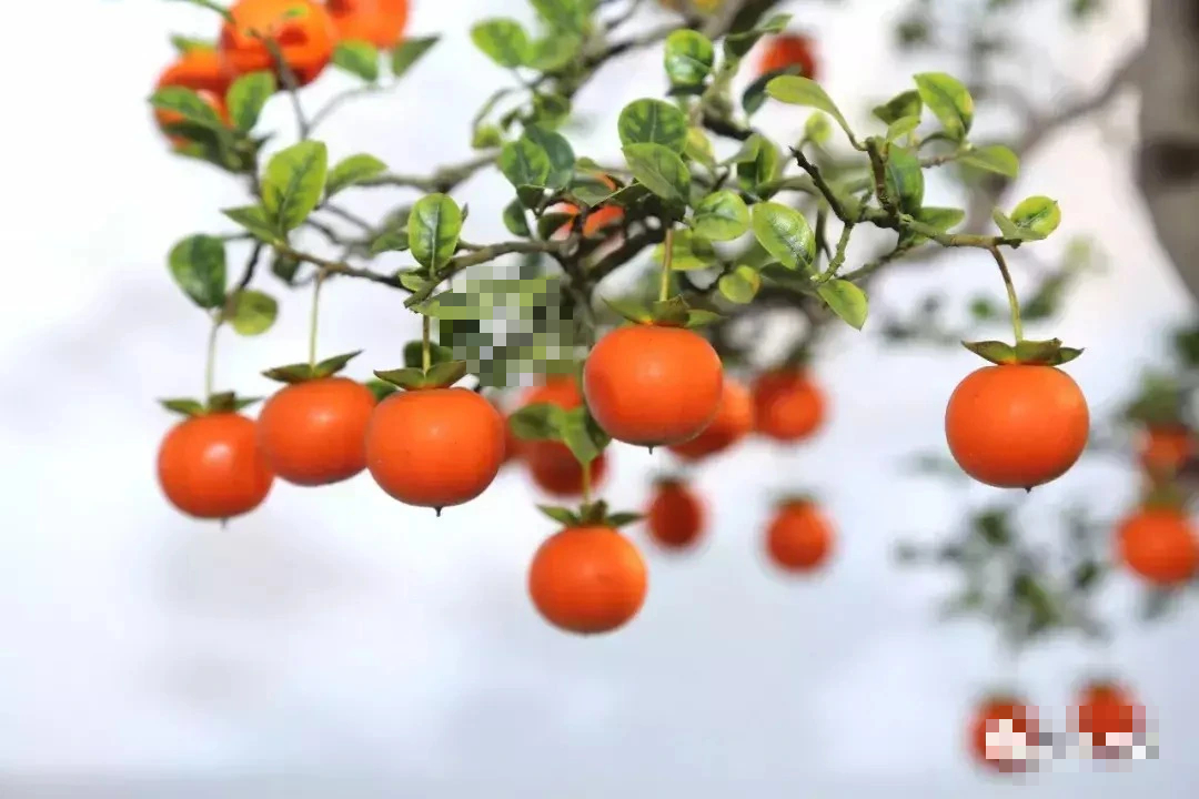 3 cây cảnh "bất tử", sống lâu hơn rùa, nuôi dưỡng tình cảm, mang lại vận may, tài lộc cho gia đình- Ảnh 7. 3 cây cảnh "bất tử", sống lâu hơn rùa, nuôi dưỡng tình cảm, mang lại vận may, tài lộc cho gia đình- Ảnh 7.