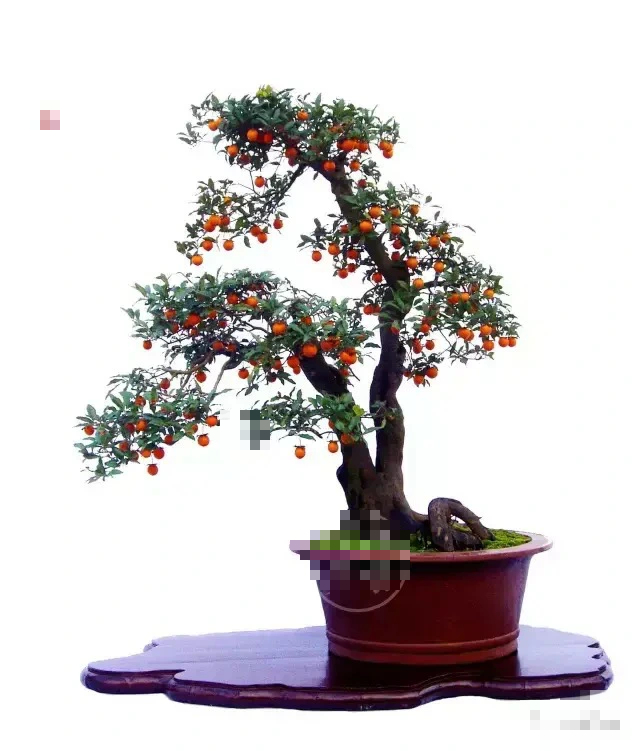 3 cây cảnh "bất tử", sống lâu hơn rùa, nuôi dưỡng tình cảm, mang lại vận may, tài lộc cho gia đình- Ảnh 10. 3 cây cảnh "bất tử", sống lâu hơn rùa, nuôi dưỡng tình cảm, mang lại vận may, tài lộc cho gia đình- Ảnh 10.