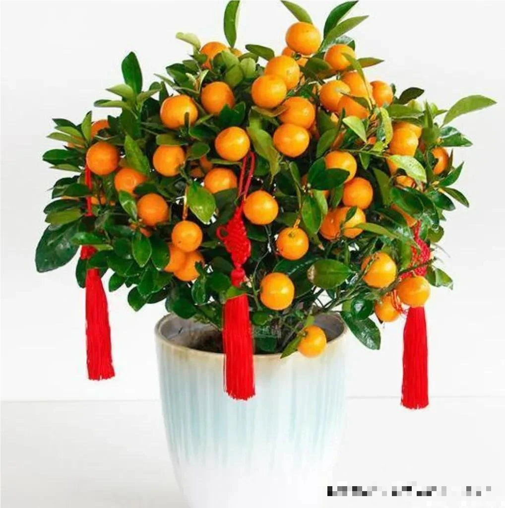 5 cây cảnh không thể cho tặng, cẩn thận kẻo mang hết đi phước lành và may mắn- Ảnh 1. 5 cây cảnh không thể cho tặng, cẩn thận kẻo mang hết đi phước lành và may mắn- Ảnh 1.