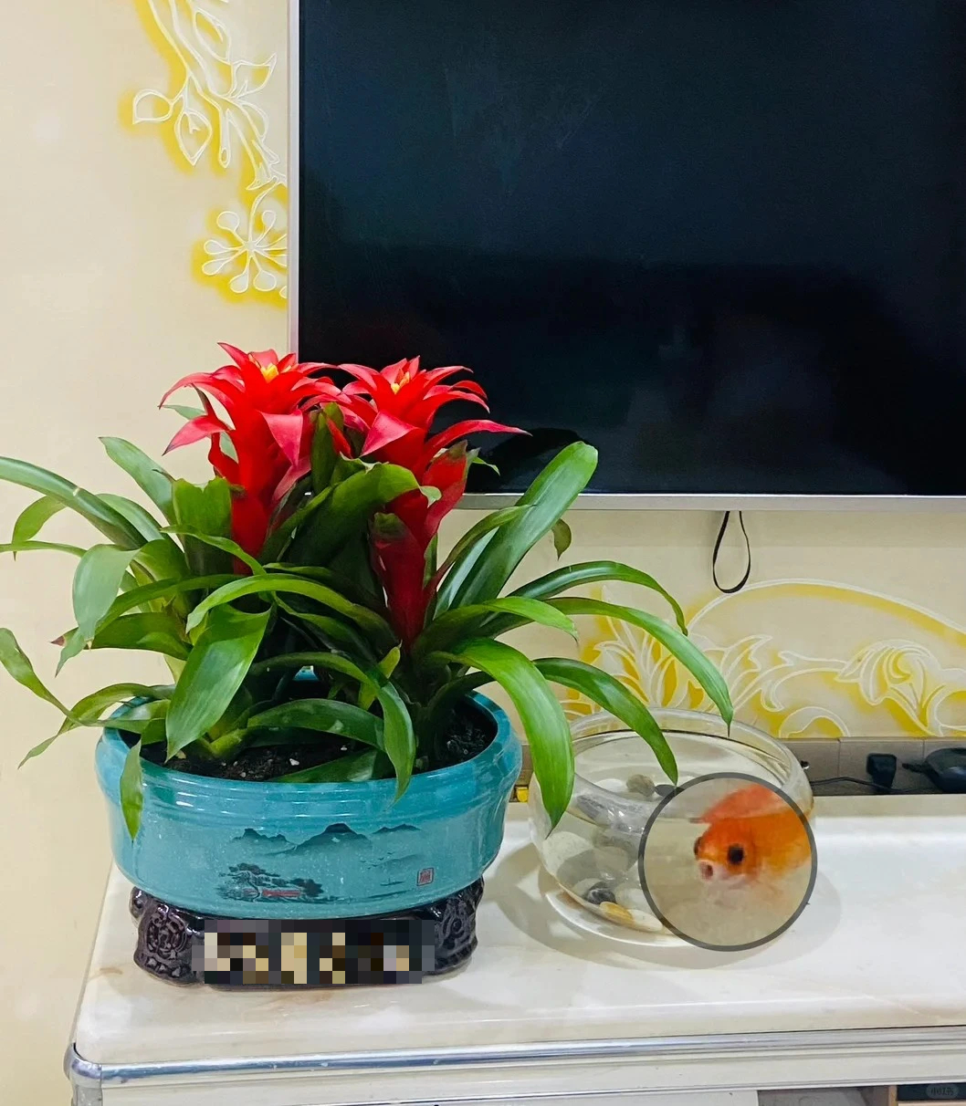 5 cây cảnh không thể cho tặng, cẩn thận kẻo mang hết đi phước lành và may mắn- Ảnh 3. 5 cây cảnh không thể cho tặng, cẩn thận kẻo mang hết đi phước lành và may mắn- Ảnh 3.