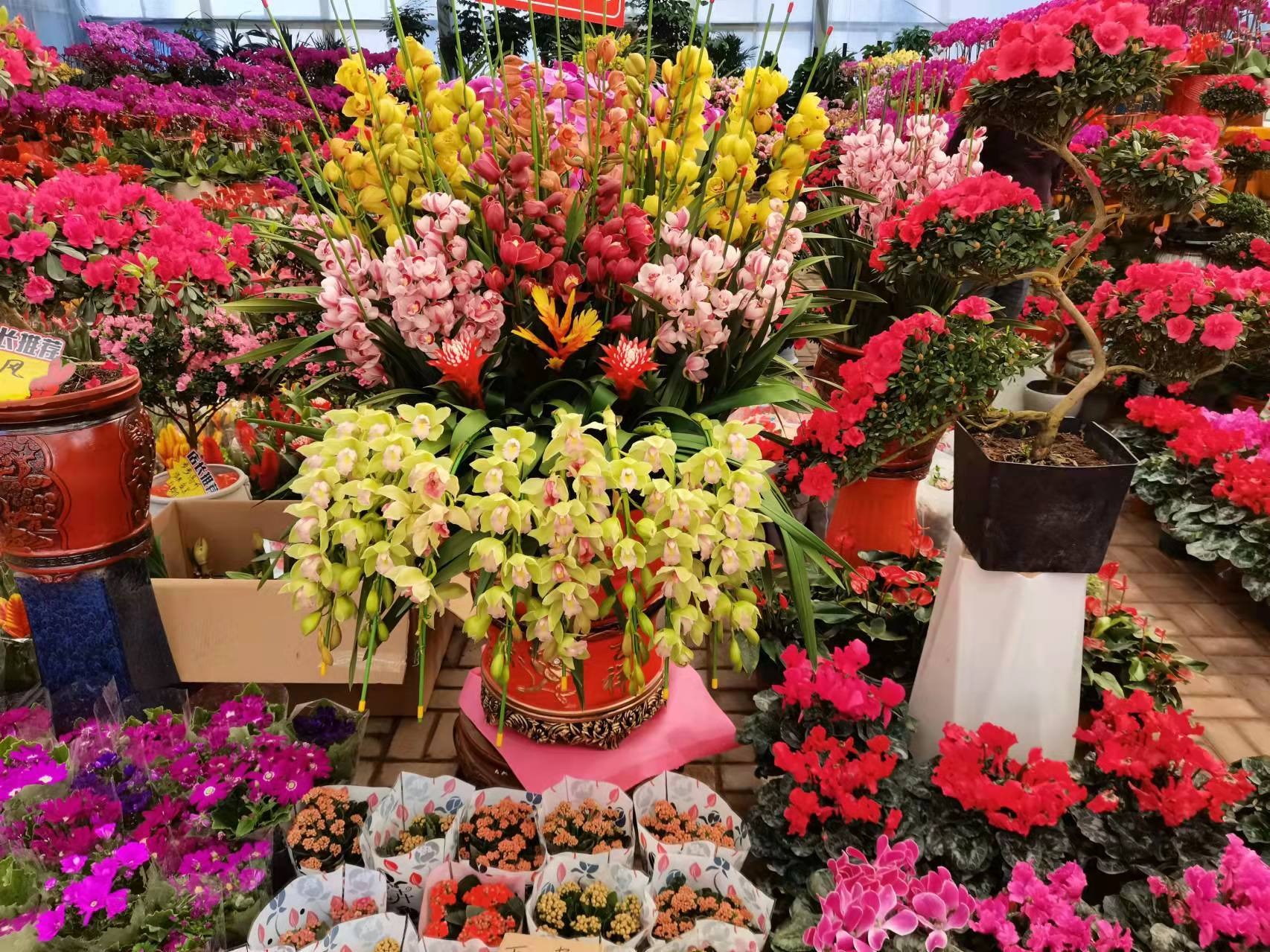 5 cây cảnh không thể cho tặng, cẩn thận kẻo mang hết đi phước lành và may mắn- Ảnh 6. 5 cây cảnh không thể cho tặng, cẩn thận kẻo mang hết đi phước lành và may mắn- Ảnh 6.