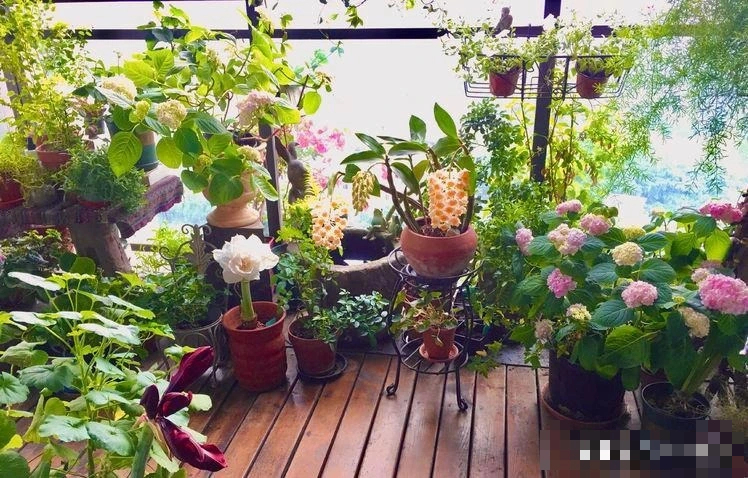 Tết Nguyên đán 2024 sắp đến, trồng cây cảnh theo cách này để xua đuổi xui xẻo, mang lại tài lộc- Ảnh 7.