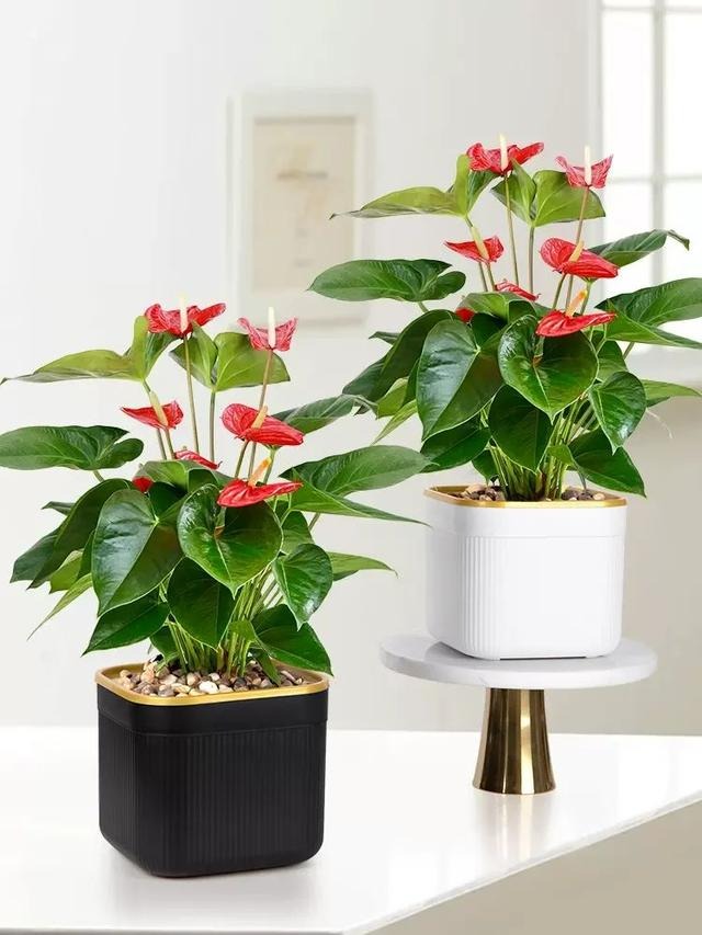 Tết Nguyên đán 2024 sắp đến, trồng cây cảnh theo cách này để xua đuổi xui xẻo, mang lại tài lộc- Ảnh 4.