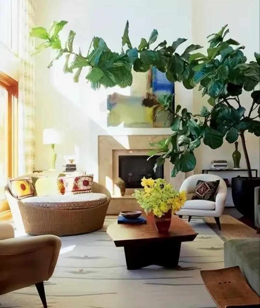 Tết Nguyên đán 2024, bày 6 cây cảnh lá to ở phòng khách, gia đình thịnh vượng, thu lộc tứ phương- Ảnh 5.