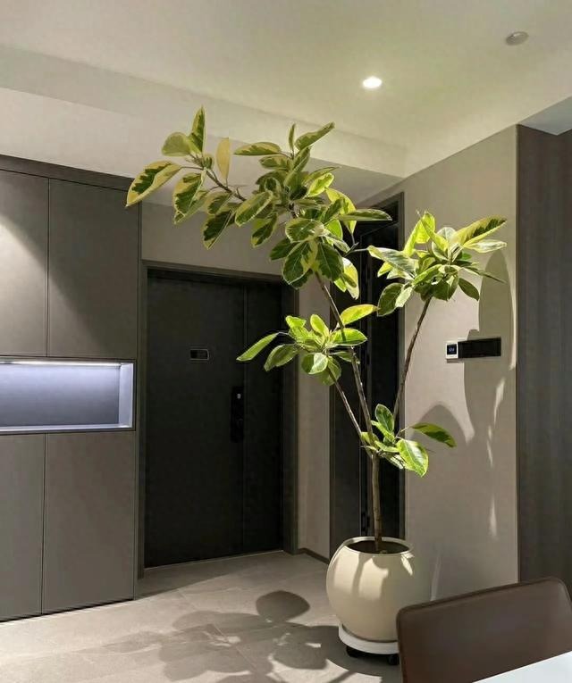 Tết Nguyên đán 2024, bày 6 cây cảnh lá to ở phòng khách, gia đình thịnh vượng, thu lộc tứ phương- Ảnh 4.