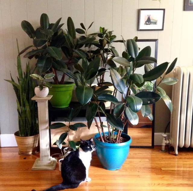 Tết Nguyên đán 2024, bày 6 cây cảnh lá to ở phòng khách, gia đình thịnh vượng, thu lộc tứ phương- Ảnh 3.