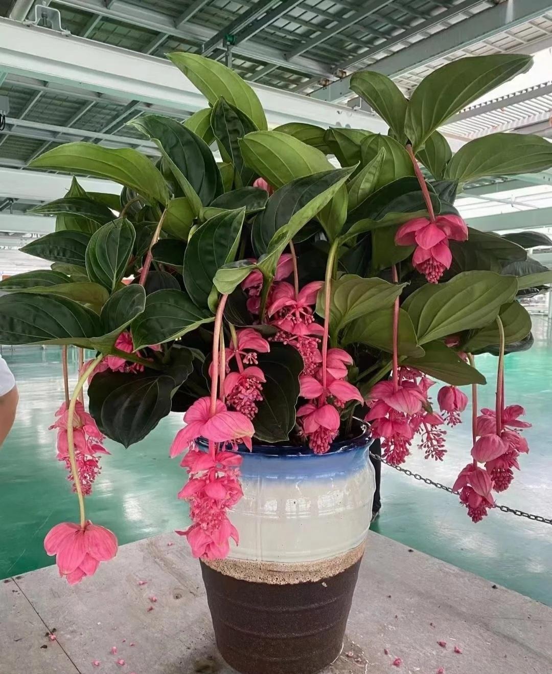 Tết Nguyên đán 2024, bày 6 cây cảnh lá to ở phòng khách, gia đình thịnh vượng, thu lộc tứ phương- Ảnh 13.