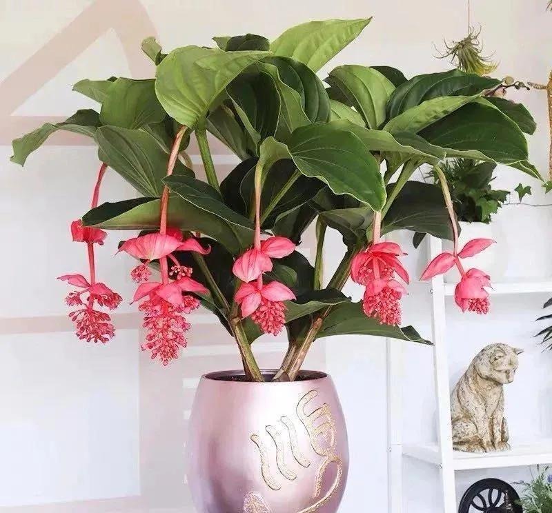 Tết Nguyên đán 2024, bày 6 cây cảnh lá to ở phòng khách, gia đình thịnh vượng, thu lộc tứ phương- Ảnh 11.