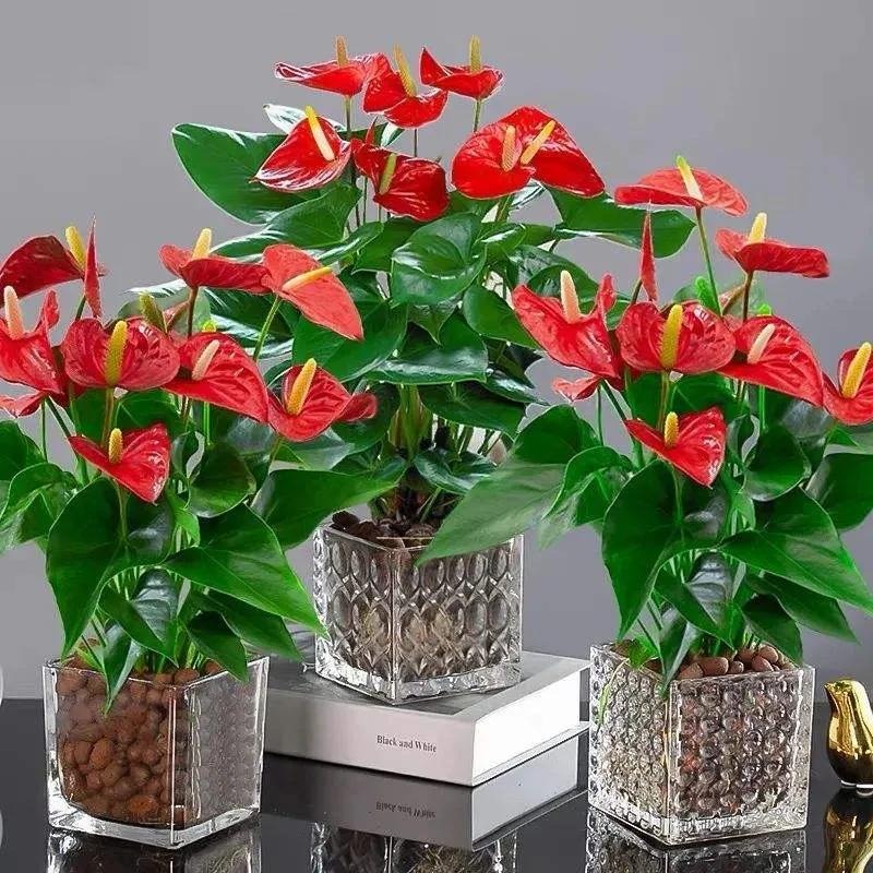 Tết Nguyên đán 2024, bày 6 cây cảnh lá to ở phòng khách, gia đình thịnh vượng, thu lộc tứ phương- Ảnh 7.