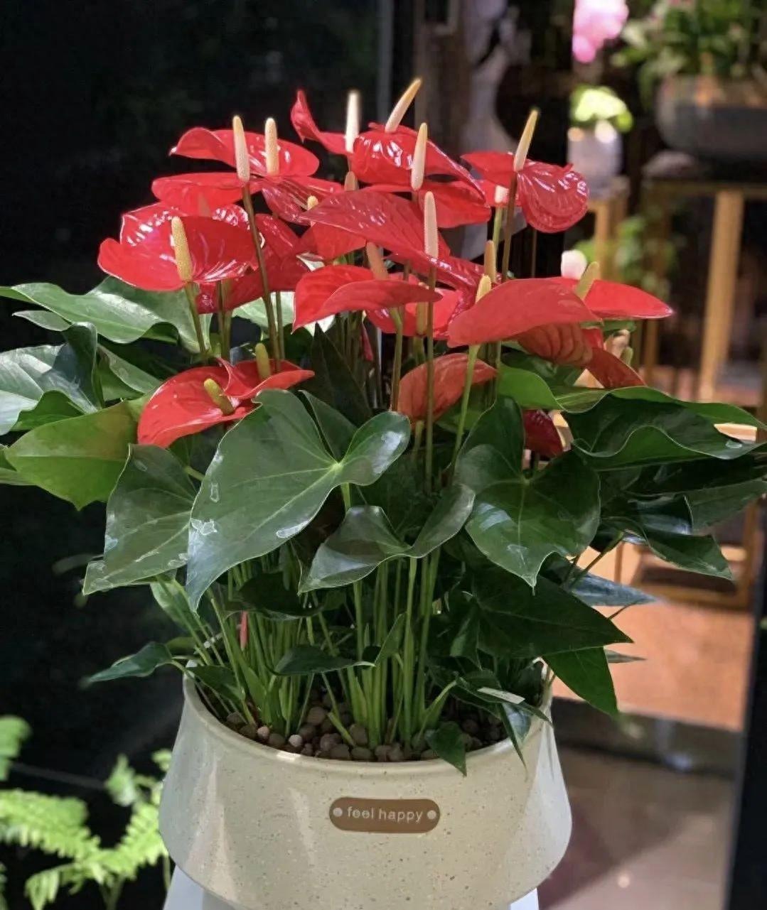 Tết Nguyên đán 2024, bày 6 cây cảnh lá to ở phòng khách, gia đình thịnh vượng, thu lộc tứ phương- Ảnh 8.