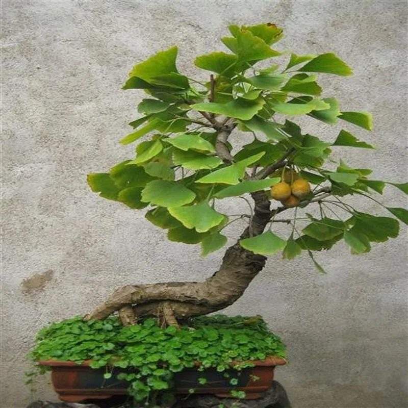 Tết Nguyên đán 2024, bày 3 cây cảnh "Thần Tài" trong nhà để hút tài lộc, gom may mắn- Ảnh 6.