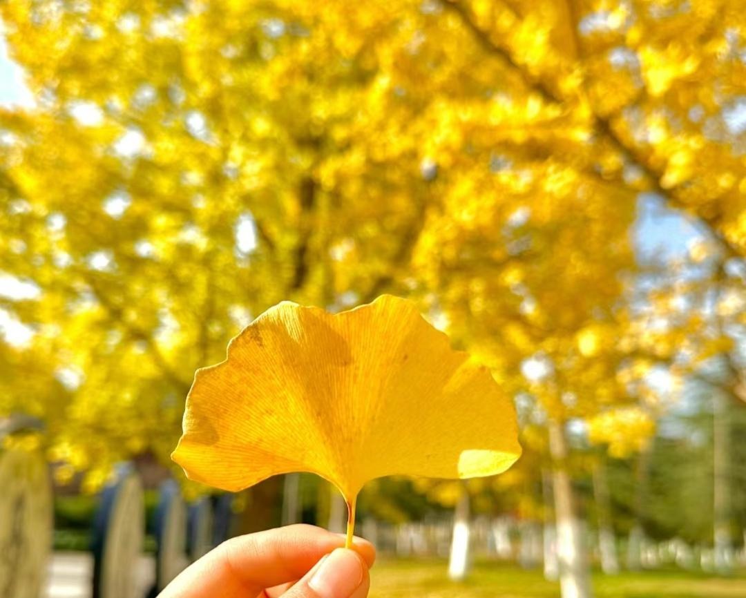 Tết Nguyên đán 2024, bày 3 cây cảnh "Thần Tài" trong nhà để hút tài lộc, gom may mắn- Ảnh 7.