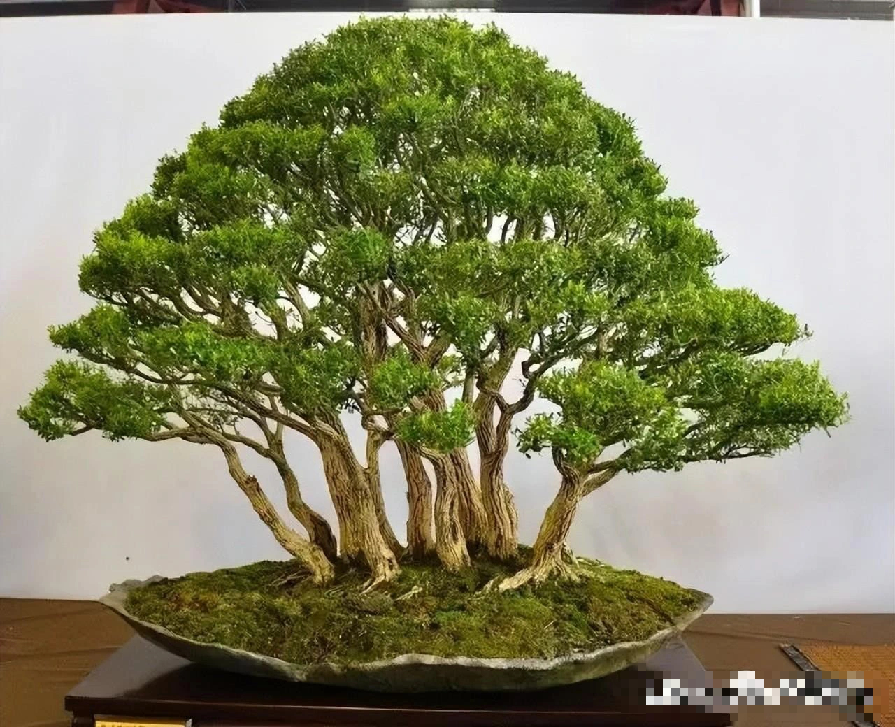 Tết Nguyên đán 2024, bày 3 cây cảnh "Thần Tài" trong nhà để hút tài lộc, gom may mắn- Ảnh 4.