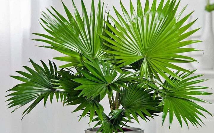 Tết Nguyên đán 2024, bày 3 cây cảnh "Thần Tài" trong nhà để hút tài lộc, gom may mắn- Ảnh 2.