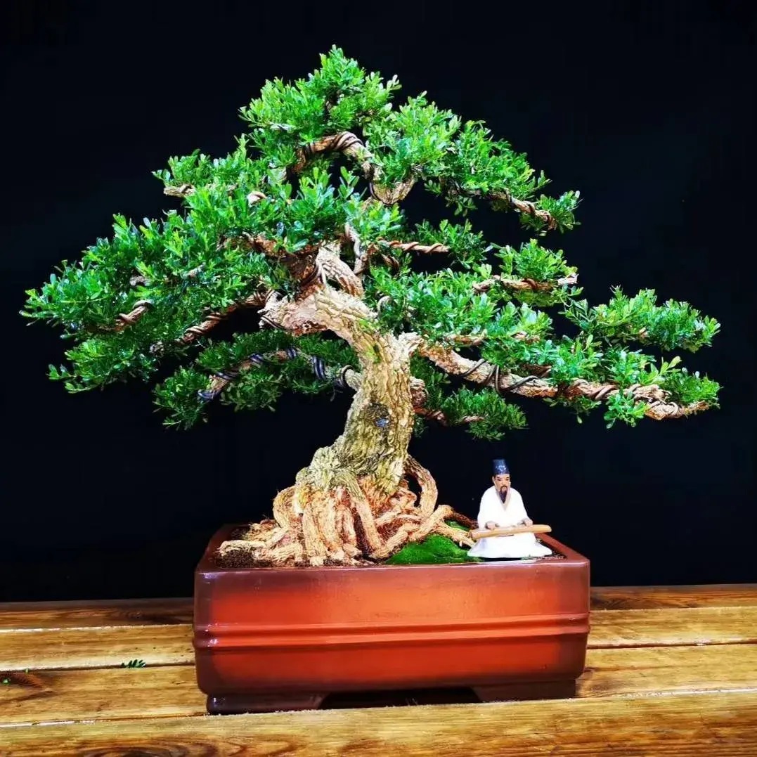 Tết Nguyên đán 2024, bày 3 cây cảnh "Thần Tài" trong nhà để hút tài lộc, gom may mắn- Ảnh 5.