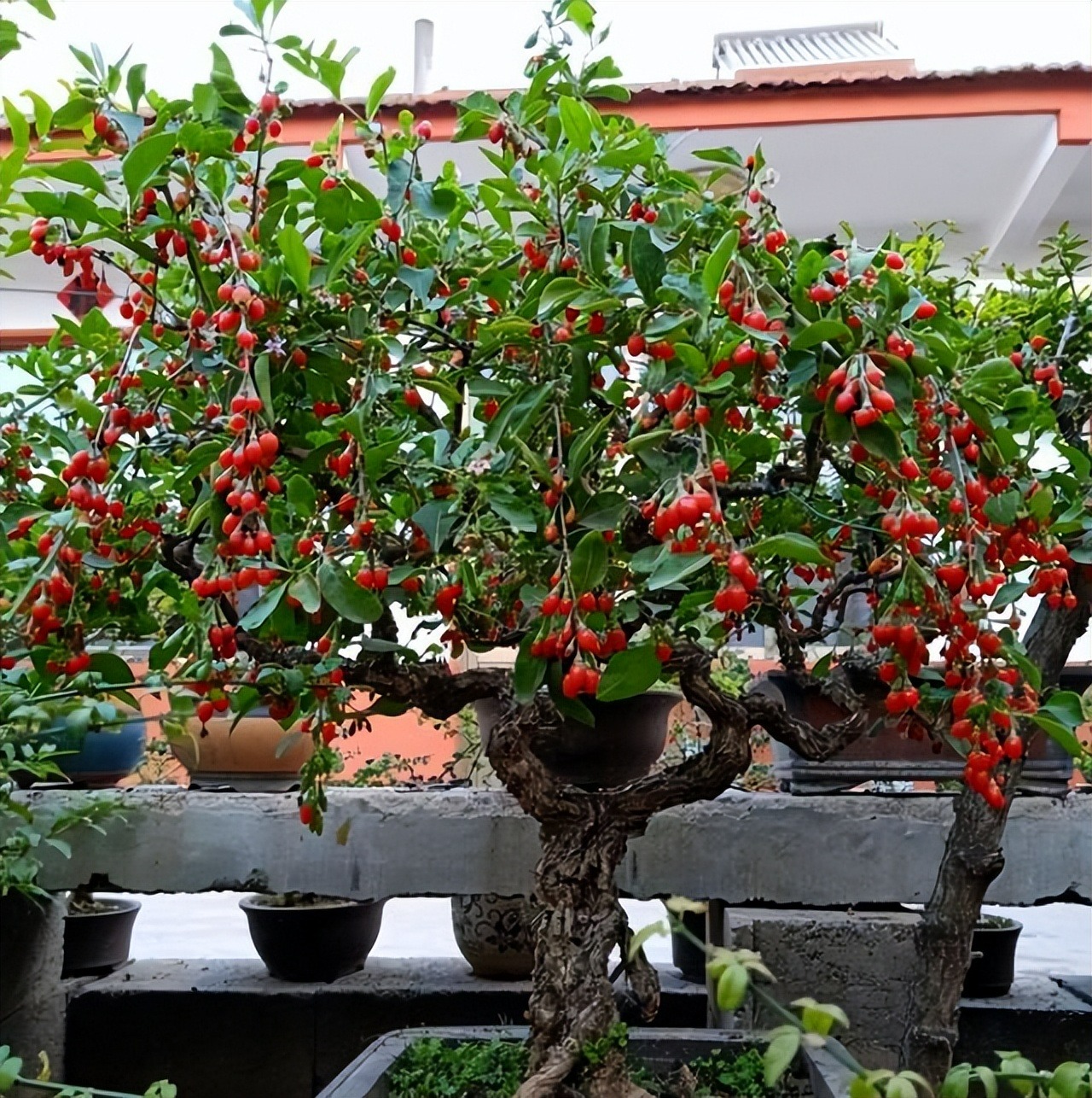 6 cây cảnh quả đỏ trĩu cành nên trồng dịp Tết Nguyên đán, đón năm mới tài lộc, thịnh vượng, ấm no- Ảnh 12. 6 cây cảnh quả đỏ trĩu cành nên trồng dịp Tết Nguyên đán, đón năm mới tài lộc, thịnh vượng, ấm no- Ảnh 12.