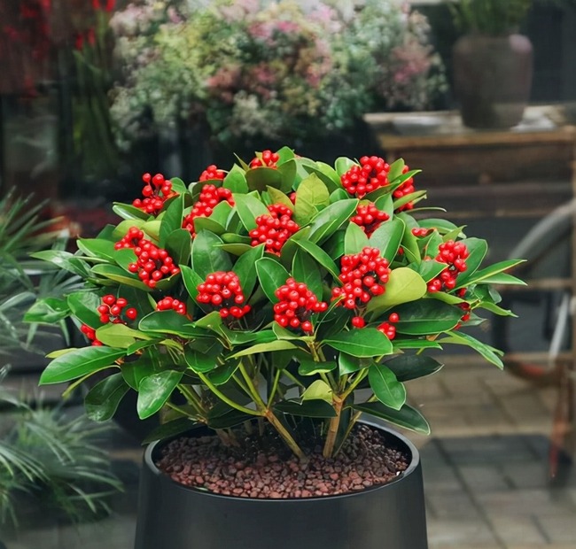 6 cây cảnh quả đỏ trĩu cành nên trồng dịp Tết Nguyên đán, đón năm mới tài lộc, thịnh vượng, ấm no- Ảnh 8. 6 cây cảnh quả đỏ trĩu cành nên trồng dịp Tết Nguyên đán, đón năm mới tài lộc, thịnh vượng, ấm no- Ảnh 8.