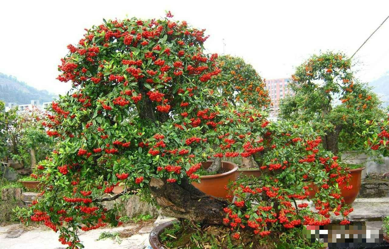 6 cây cảnh quả đỏ trĩu cành nên trồng dịp Tết Nguyên đán, đón năm mới tài lộc, thịnh vượng, ấm no- Ảnh 2. 6 cây cảnh quả đỏ trĩu cành nên trồng dịp Tết Nguyên đán, đón năm mới tài lộc, thịnh vượng, ấm no- Ảnh 2.