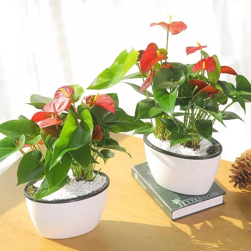 5 loài hoa nhất định phải trồng trong năm 2024, đỏ rực, đẹp đẽ, đậm chất lễ hội, chiêu may, rước lộc- Ảnh 8. 5 loài hoa nhất định phải trồng trong năm 2024, đỏ rực, đẹp đẽ, đậm chất lễ hội, chiêu may, rước lộc- Ảnh 8.
