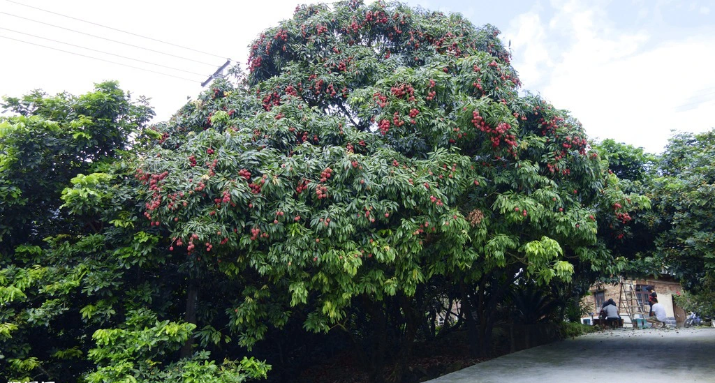 Nhà giàu thích trồng 3 cây trước cửa, an gia, chiêu lộc, thêm phúc, thêm tài- Ảnh 1.
