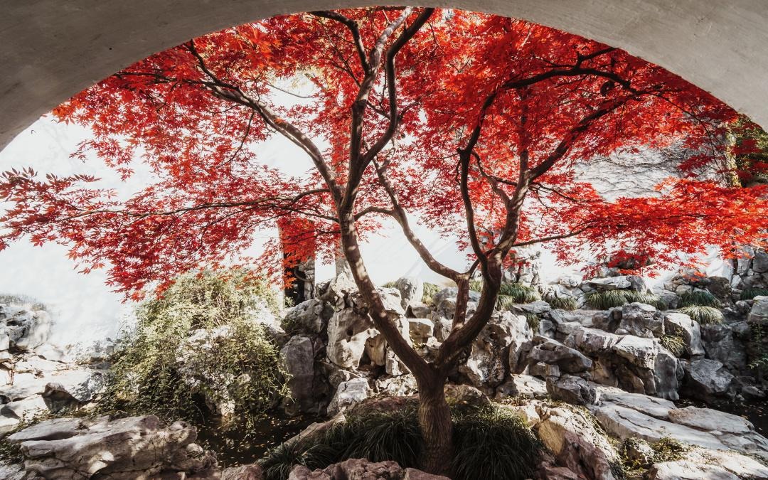 Nhà giàu thích trồng 3 cây trước cửa, an gia, chiêu lộc, thêm phúc, thêm tài- Ảnh 3.