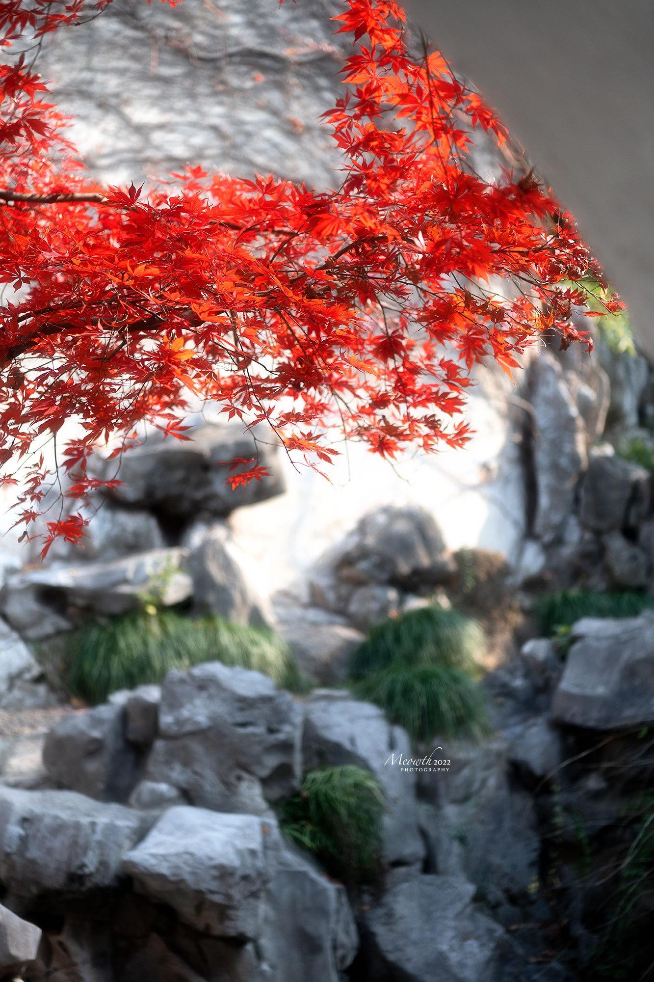 Nhà giàu thích trồng 3 cây trước cửa, an gia, chiêu lộc, thêm phúc, thêm tài- Ảnh 5.