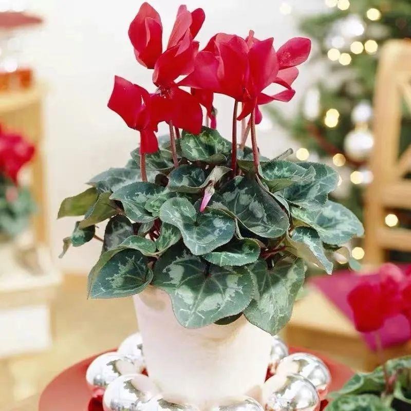 Tết Nguyên đán 2024 đặt trong nhà 9 cây cảnh đỏ rực, năm mới đầy nhà vàng ngọc, phúc lộc dồi dào - Ảnh 10.