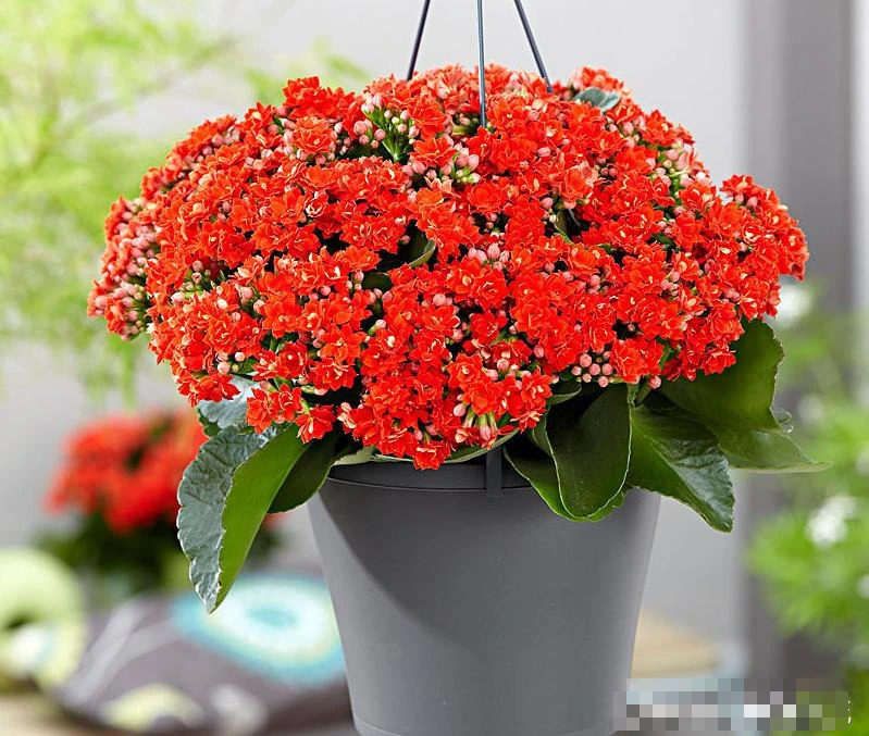 Tết Nguyên đán 2024 đặt trong nhà 9 cây cảnh đỏ rực, năm mới đầy nhà vàng ngọc, phúc lộc dồi dào - Ảnh 3.