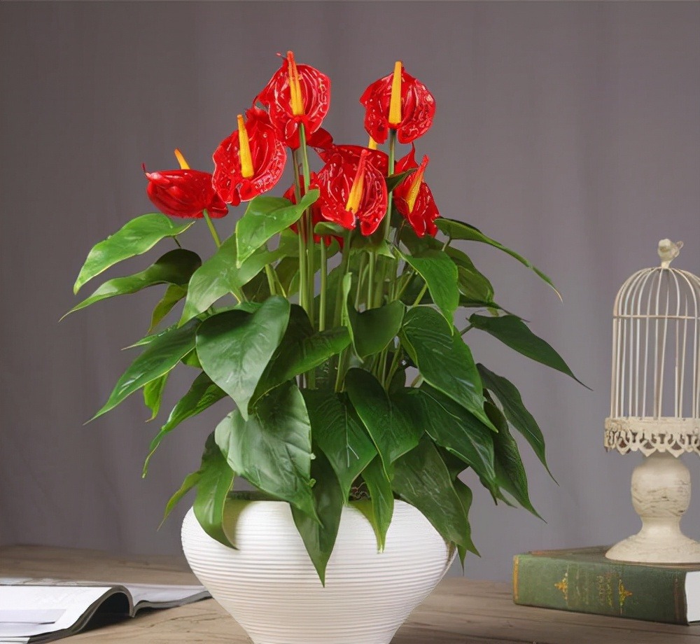 Tết Nguyên đán 2024 đặt trong nhà 9 cây cảnh đỏ rực, năm mới đầy nhà vàng ngọc, phúc lộc dồi dào - Ảnh 8.