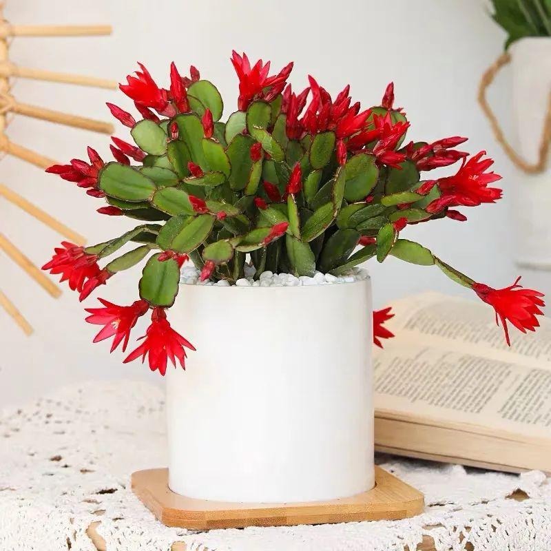 Tết Nguyên đán 2024 đặt trong nhà 9 cây cảnh đỏ rực, năm mới đầy nhà vàng ngọc, phúc lộc dồi dào - Ảnh 5.