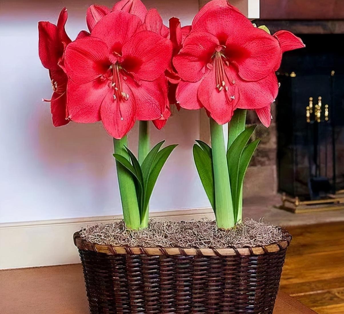 Tết Nguyên đán 2024 đặt trong nhà 9 cây cảnh đỏ rực, năm mới đầy nhà vàng ngọc, phúc lộc dồi dào - Ảnh 2.