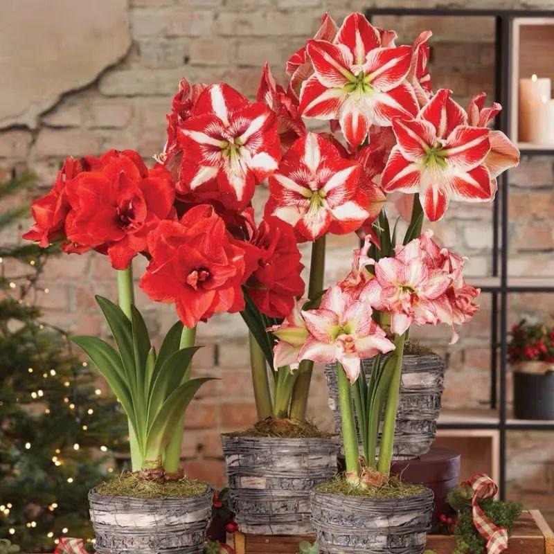 Tết Nguyên đán 2024 đặt trong nhà 9 cây cảnh đỏ rực, năm mới đầy nhà vàng ngọc, phúc lộc dồi dào - Ảnh 1.