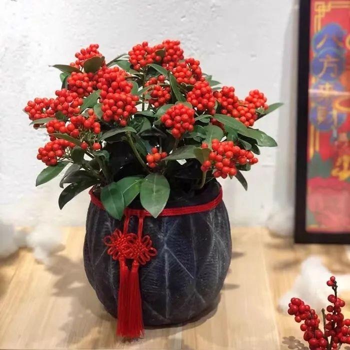 Tết Nguyên đán 2024 đặt trong nhà 9 cây cảnh đỏ rực, năm mới đầy nhà vàng ngọc, phúc lộc dồi dào - Ảnh 15.