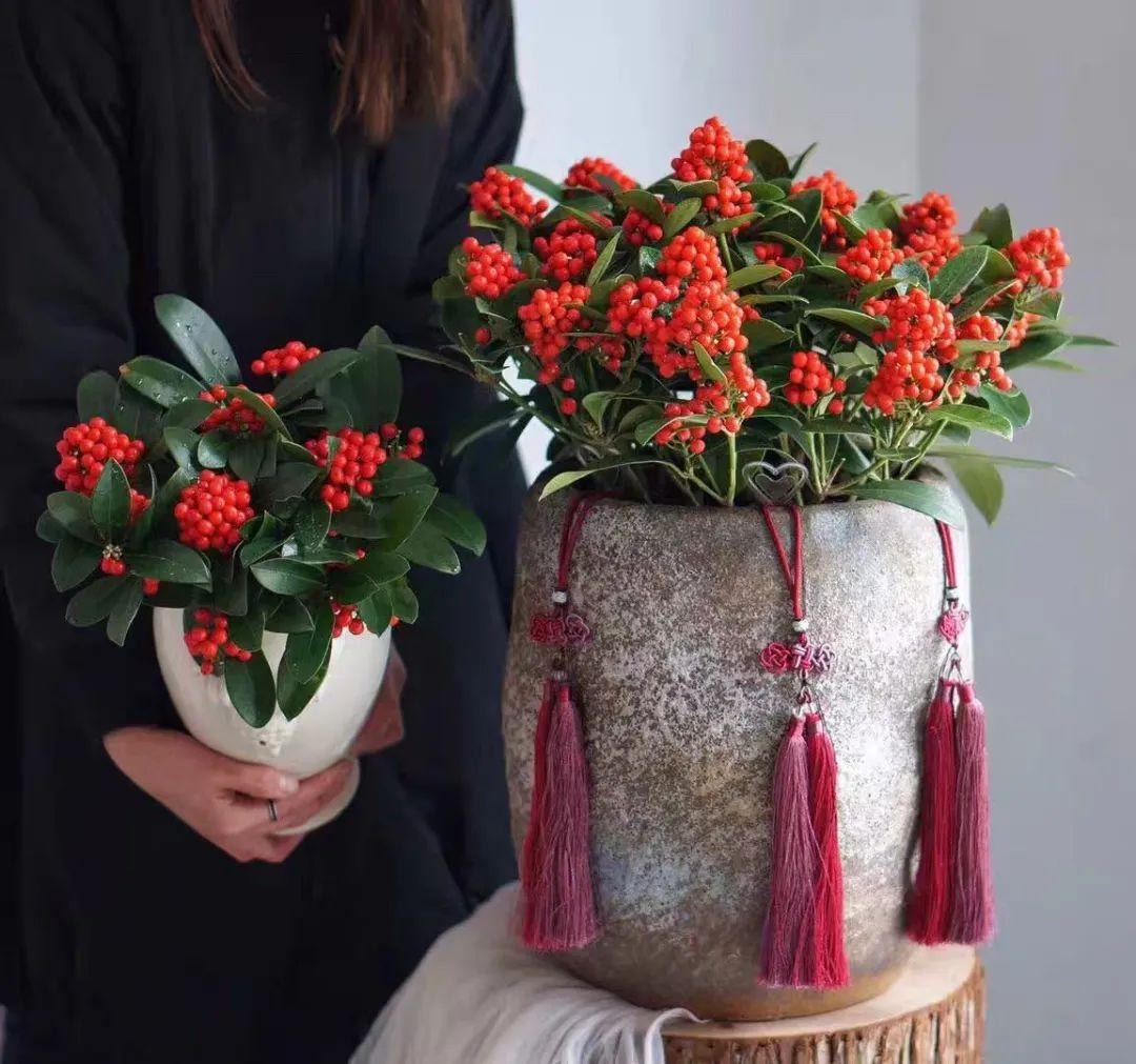 Tết Nguyên đán 2024 đặt trong nhà 9 cây cảnh đỏ rực, năm mới đầy nhà vàng ngọc, phúc lộc dồi dào - Ảnh 16.