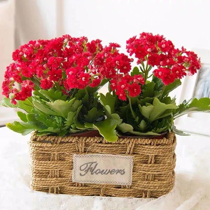 Tết Nguyên đán 2024 đặt trong nhà 9 cây cảnh đỏ rực, năm mới đầy nhà vàng ngọc, phúc lộc dồi dào - Ảnh 4.