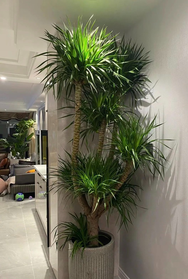 Giáp Thìn, trồng ngay 6 cây cảnh "rồng cát tường" để cả năm vận đỏ như son, gia đình thịnh vượng- Ảnh 5.