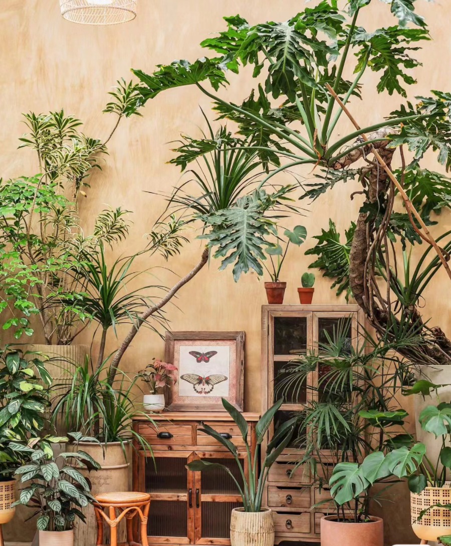 Giáp Thìn, trồng ngay 6 cây cảnh "rồng cát tường" để cả năm vận đỏ như son, gia đình thịnh vượng- Ảnh 8.