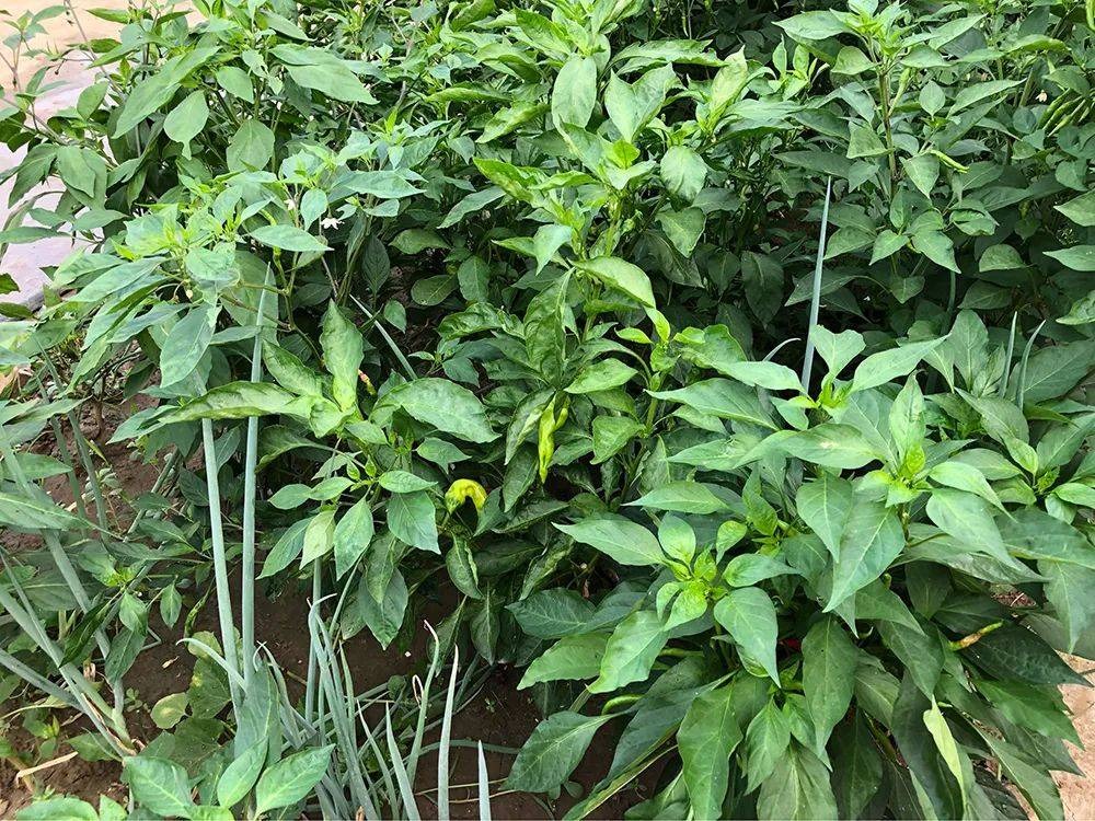Thứ vứt đi hóa ra là loại rau siêu canxi, bổ máu, cải thiện thị lực, nhiều người không biết ăn- Ảnh 2. Thứ vứt đi hóa ra là loại rau siêu canxi, bổ máu, cải thiện thị lực, nhiều người không biết ăn- Ảnh 2.