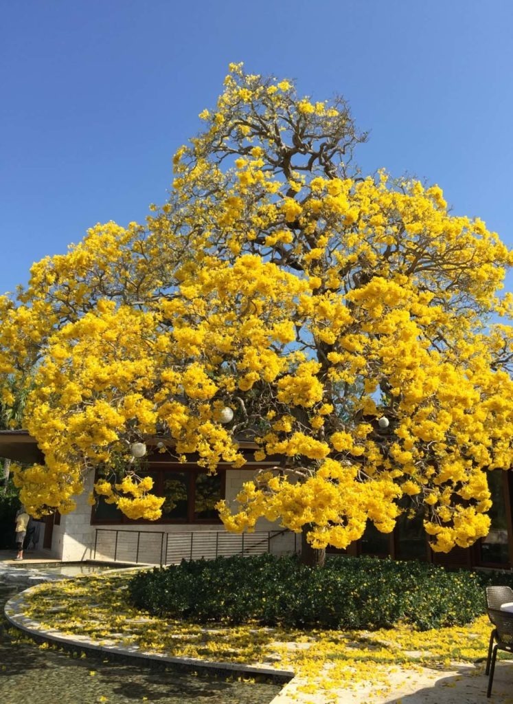 Cây cảnh đang khiến nhiều người mê mẩn, chói sáng rực rỡ dưới mưa xuân- Ảnh 4.