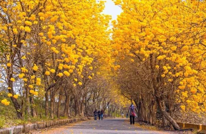 Cây cảnh đang khiến nhiều người mê mẩn, chói sáng rực rỡ dưới mưa xuân- Ảnh 7.