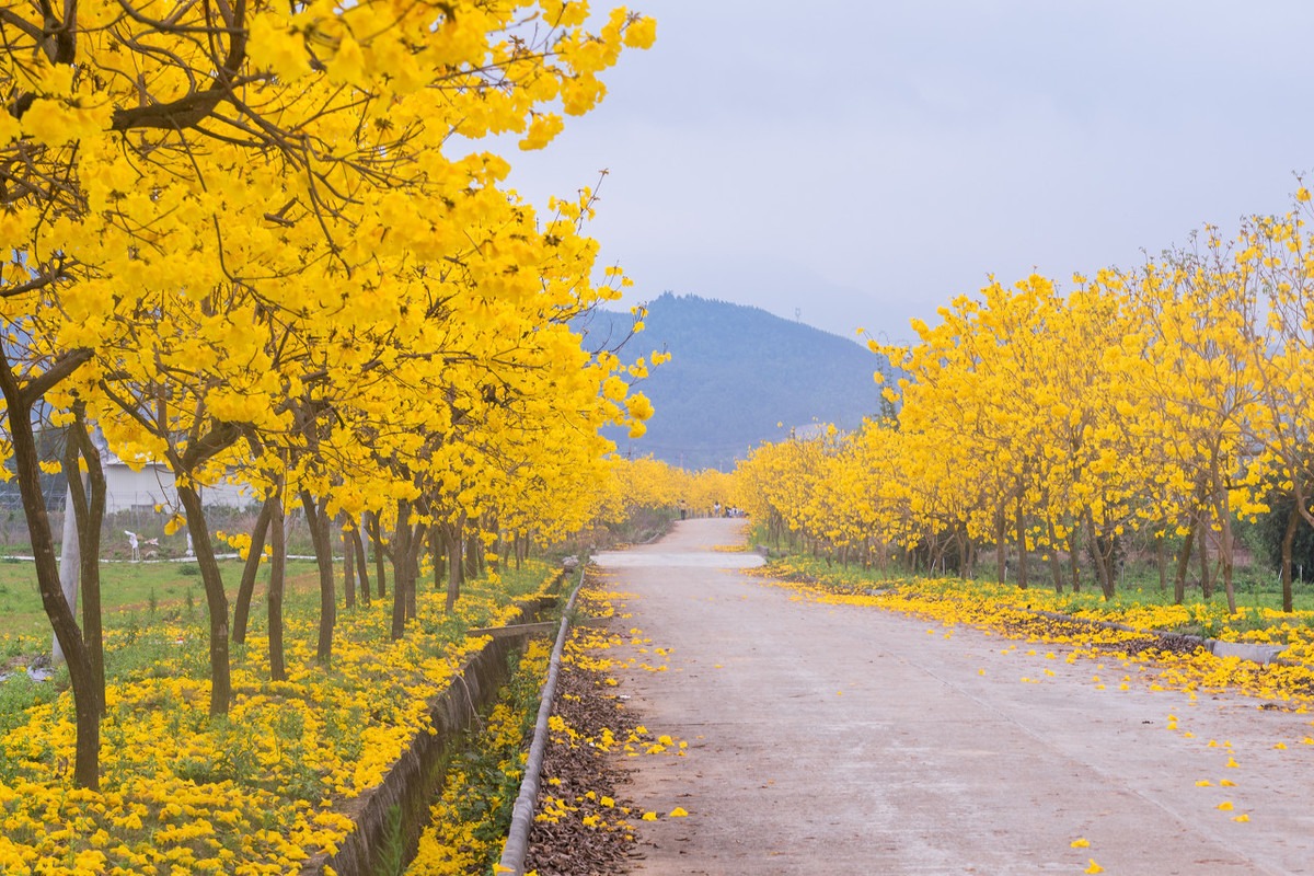 Cây cảnh đang khiến nhiều người mê mẩn, chói sáng rực rỡ dưới mưa xuân- Ảnh 8.