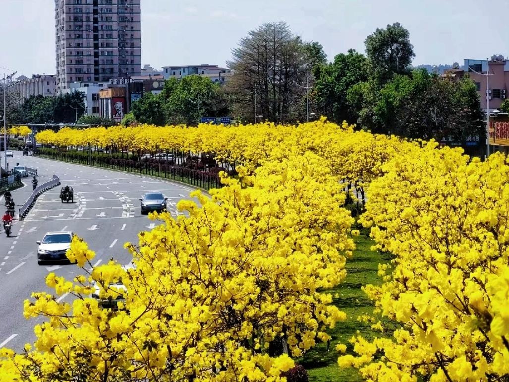 Cây cảnh đang khiến nhiều người mê mẩn, chói sáng rực rỡ dưới mưa xuân- Ảnh 2.